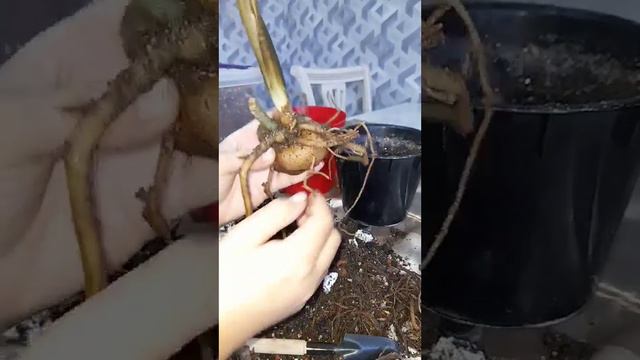 №87. Қора замиакулькас гулини даволаймиз... смотреть онлайн