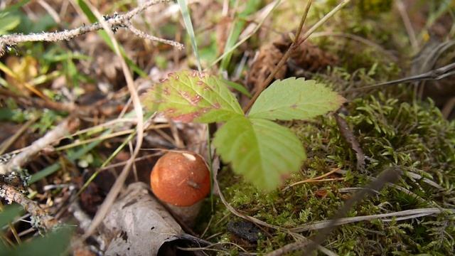 05.09.2020. Грибная тропинка на острове. Ладожские шхеры. смотреть онлайн