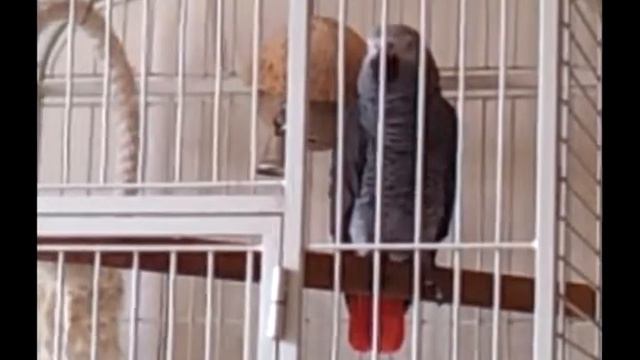 4 МОЙ ЖАКО ЖОРИК КИСА БРЫСЬ НА ДОРОЖКУ НЕ САДИСЬ смотреть онлайн