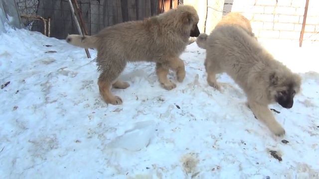 Puppies Caucasian Shepherd 4 months. For Sale! смотреть онлайн