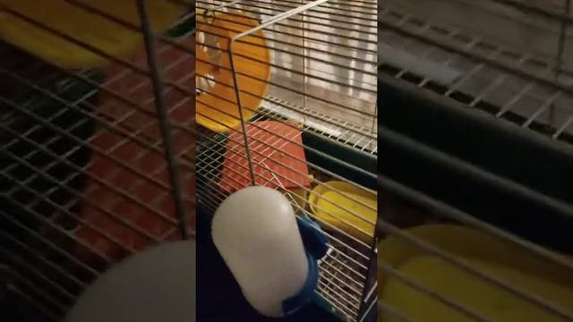 Что делать если вас укусил хомяк? смотреть онлайн