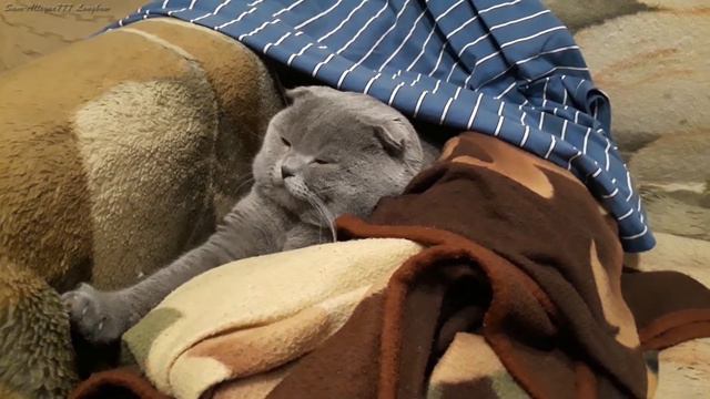 Мой котенок скоттиш фолд Лапик | Вислоухий шотландец смотреть онлайн