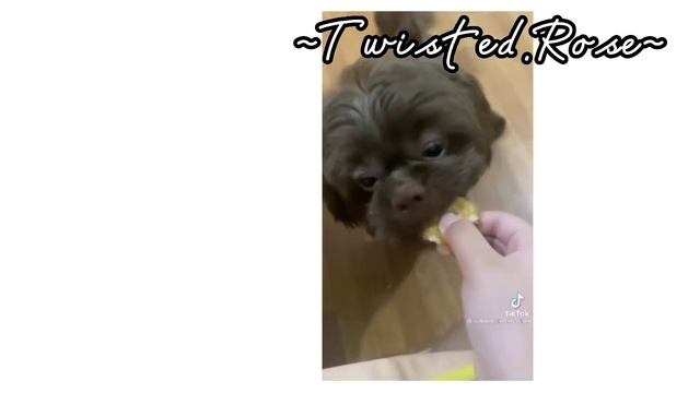 AoT reacts To Genshin Impact Characters || 2/? || Klee And Jean || read Desc смотреть онлайн