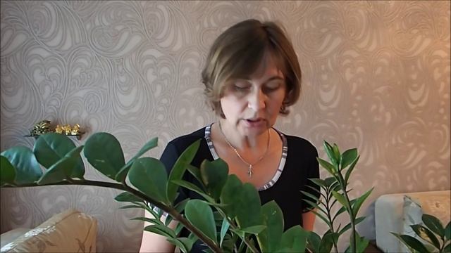 Долларовое дерево-замиокулькас. Дерево денег и дерево удачи. смотреть онлайн