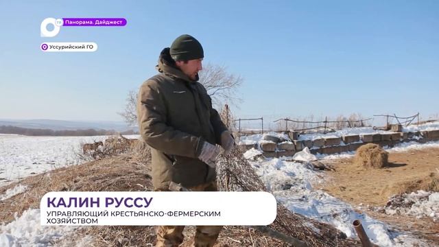 Тигр устроил себе ресторан в одном из крестьянско-фермерских хозяйств в Уссурийском округе смотреть онлайн