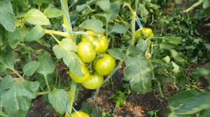 Овощи Растут. Томат Мануза, Мей Шуай, Пинк Агат в сравнении.