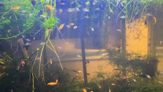 Fish Room Tour February 2021| Apistogrammas, Electric blue rams, guppies, shrimp смотреть онлайн