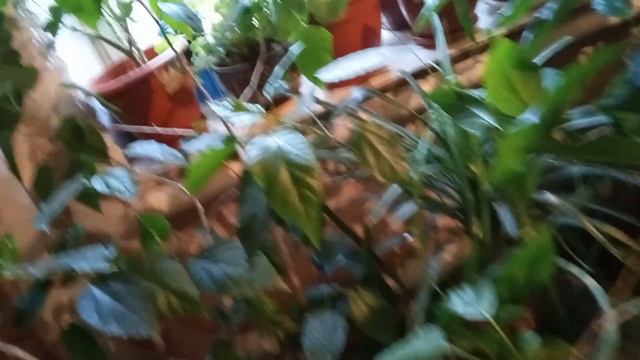 продолжаю показ цветов в доме,поздравление от канала смотреть онлайн