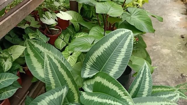 Schismatoglottis Wallichii House Plant Care & Propagation Methods