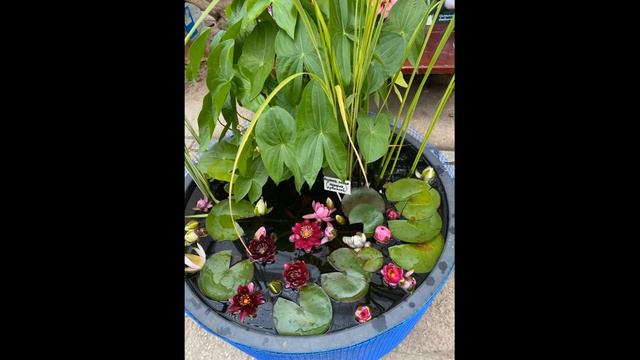 Дмитрий TV. Клип Ботанический сад МГУ в сентябре. смотреть онлайн