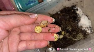 Улитки не вылупились, что внутри яйца?