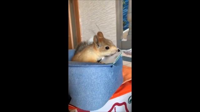 Белка Соня. Новосибирск. смотреть онлайн