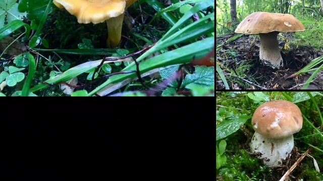 По грибы! Да с козами )! Лесной кайф! смотреть онлайн