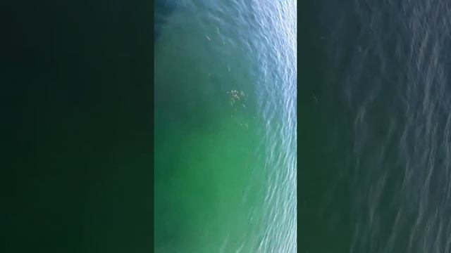 Пираньи в черном море ))) смотреть онлайн