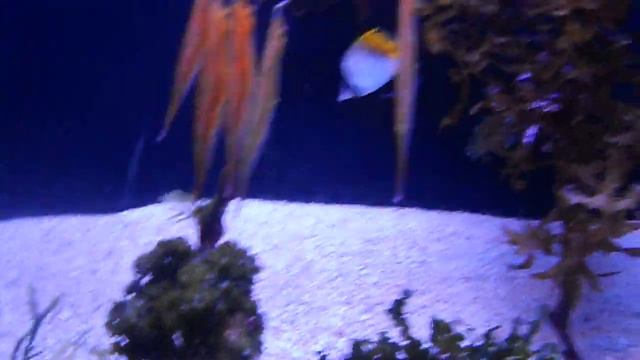 Eilat Underwater Observatory (part3) смотреть онлайн