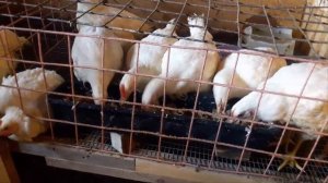 Куры бройлерные в домашних условиях. Содержание бройлеров.