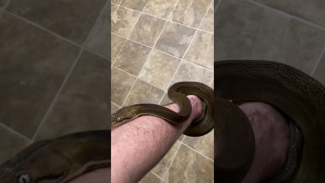 Happy Goldenchild Reticulated Python With Silver Eyes! смотреть онлайн