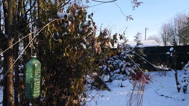 Большая синица кормится салом. Декабрь 2020 смотреть онлайн