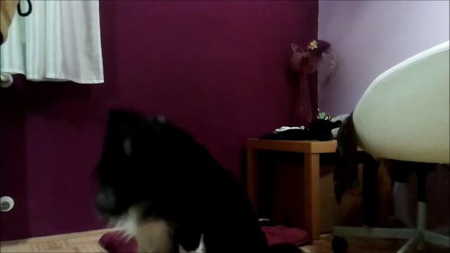 Learning a new trick - "Stick 'em up" [Jovi] смотреть онлайн