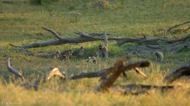 4K African Wildlife - Wild Animals Of Africa - Real Sounds Of Africa - 10 Bit Color
