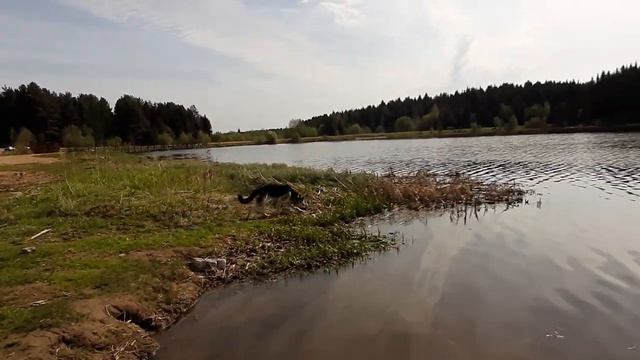 Щен Дар и озеро. Бродит в осоке и грязи, вместо того, чтобы плавать. Попытался там слопать что-то смотреть онлайн