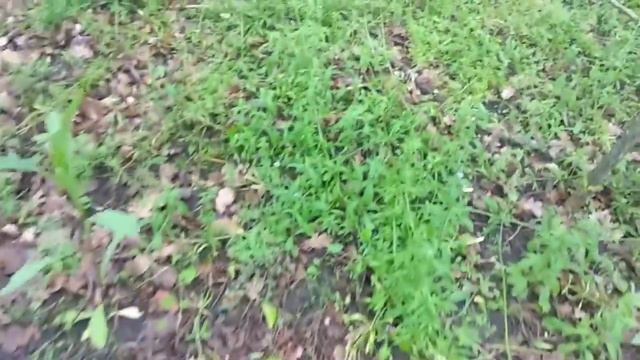 Сбор грибов и прогулка в лесу???? смотреть онлайн