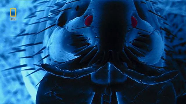 National Geographic: Наши невидимые спутники смотреть онлайн