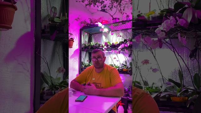 Орхорай отзыв о покупки