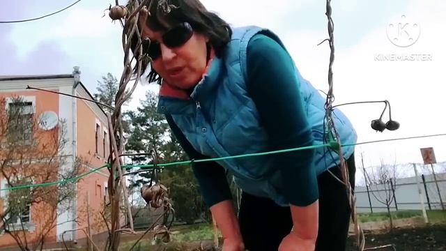 Сіємо буряк. Якщо хочете гарного врожаю, то зробіть так. Мій досвід. смотреть онлайн