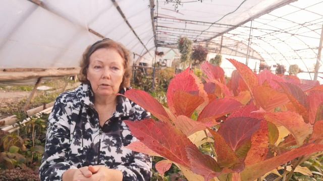 Гортензия и древесная зола смотреть онлайн