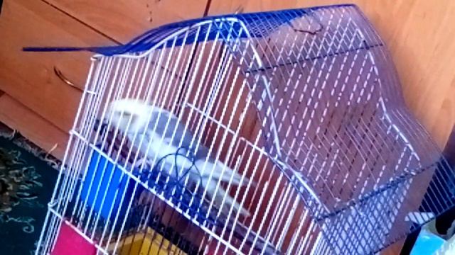 Забавный попугай Миша I Крик попугая. I Попугай корелла смотреть онлайн