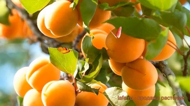 Секреты Фотографии