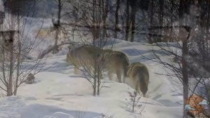 Волки напали на корову и собак. Дикий мир диких животных.