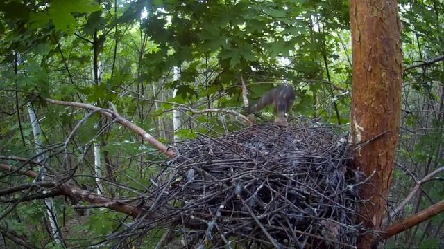 Взрослые птенцы ястреба-перепелятника научились переносить добычу в когтях ( Accipiter nisus ) смотреть онлайн