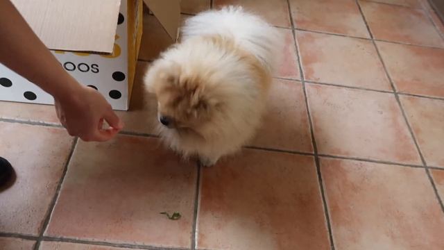 НОВАЯ МЕБЕЛЬ, ЦВЕТЫ ОТ СОСЕДА ★ ВЛОЖЕНЬКА #4 смотреть онлайн