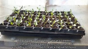 Георгины — посадка и уход в открытом грунте