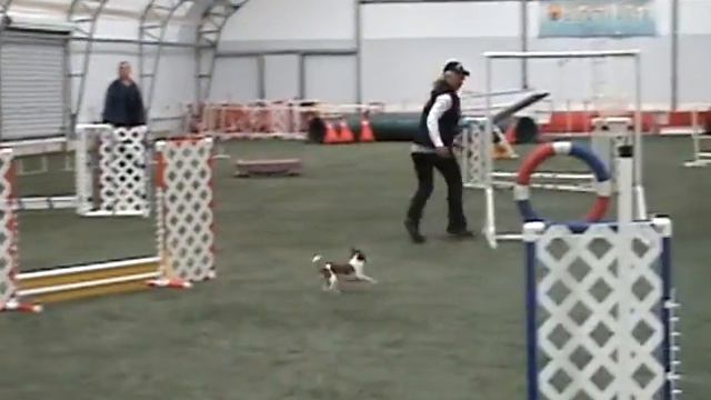 MACH Chihuahua Elliot смотреть онлайн