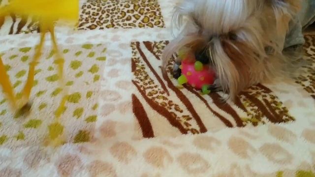 Микки 1 годик?? Подарки для Микки//Обзор посылки из Китая AliExpress одежда для Йоркширского терьер смотреть онлайн