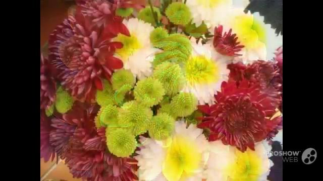 Выращивание_хризантем. Хризантемы_в_саду смотреть онлайн