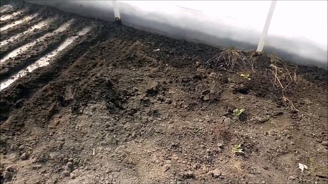 Сезон в теплице. Вторая часть. Сеем редис. смотреть онлайн