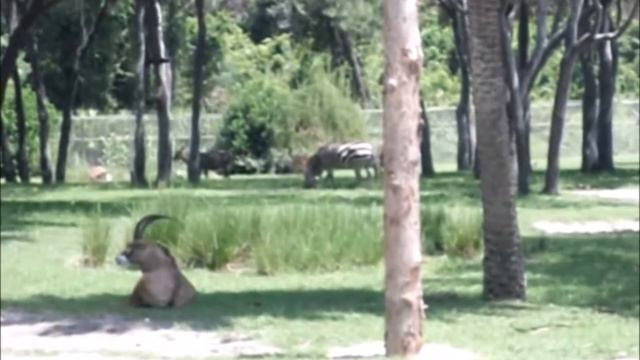 Erica's Disney Adventure | Resort Hopping! смотреть онлайн