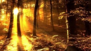 Музыка Осеннего Леса ⦁ Музыка для Души ⦁ Музыкальная картина