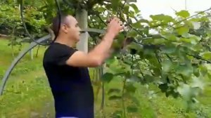 Летняя обрезка киви ?