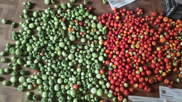 Урожай Огород Помидоры старинный сорт томатов Продажа семян Читать описание другие видео посмотреть смотреть онлайн