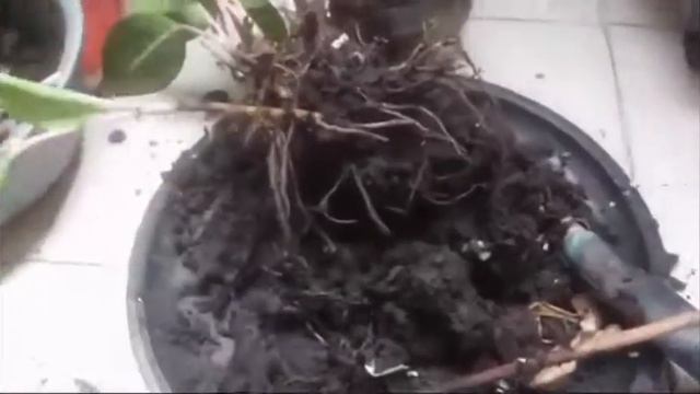 Cómo propagar el lápiz labial rosa Aglaonema смотреть онлайн