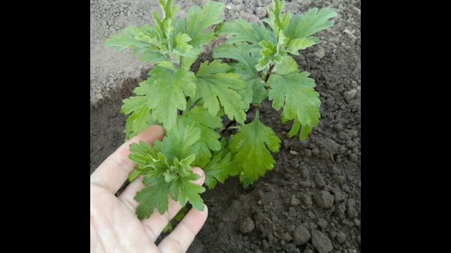 Размножение хризантемы мультифлора ?. Часть 2. #хризантема #мультифлора #flowers #садоводство смотреть онлайн