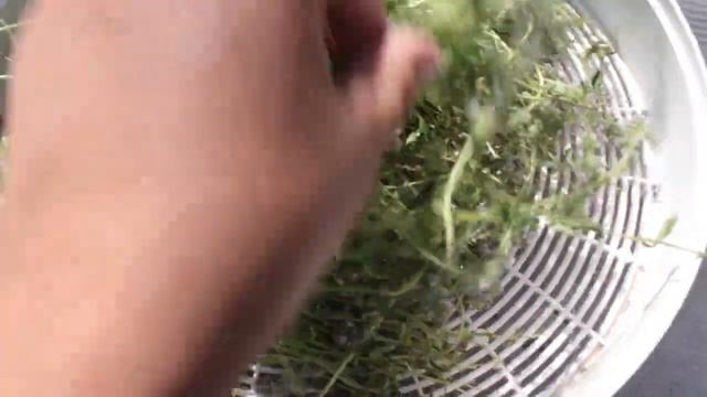 Мята и чабрец (тимьян) быстрая сушка, готовим на зиму. Как и где собрать. смотреть онлайн