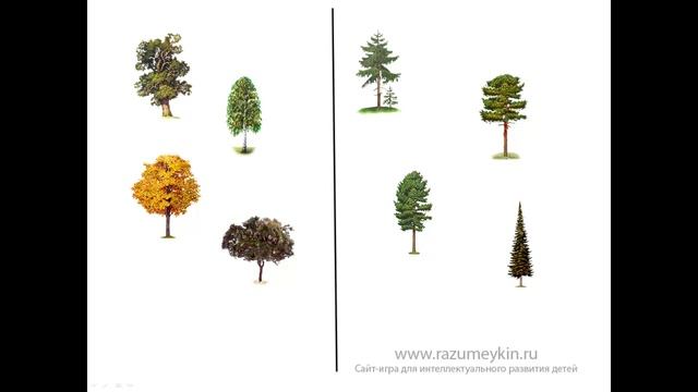 Листопадные и вечнозеленые деревья смотреть онлайн