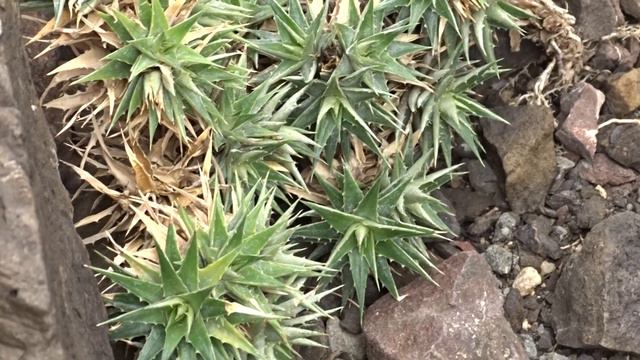 Deuterocohnia lotteae (Rauh) M.A. Spencer & L.B. Sm. смотреть онлайн