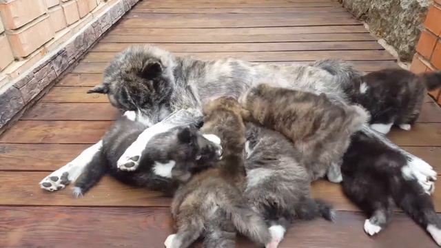 Мама Акита кормит детишек смотреть онлайн